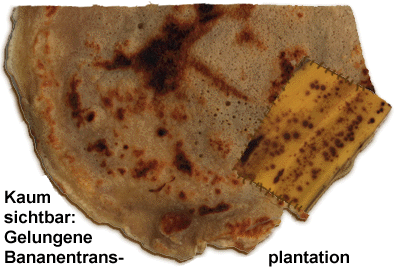 gelungene bananentransplantation